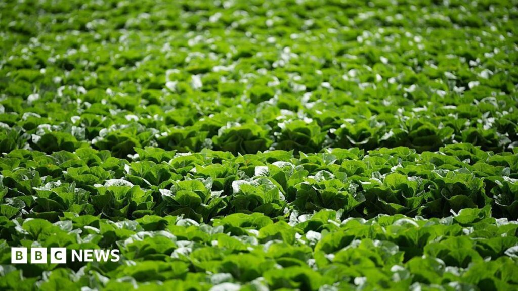 Millions of heads of lettuce ruined by aphid outbreak