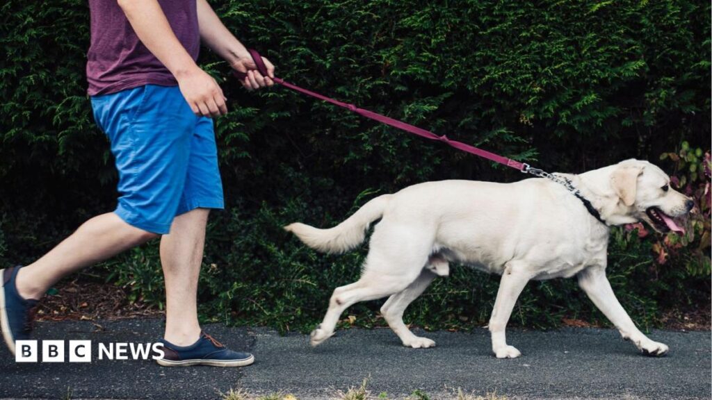 Ministers reject dog ownership licence scheme