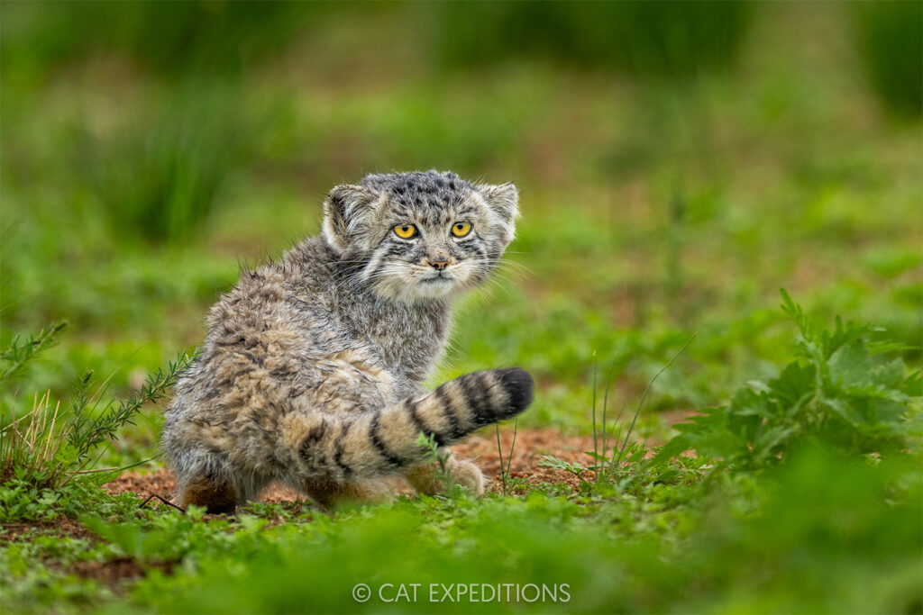 Nepal’s high-altitude wildernesses & wildlife are increasingly under threat (commentary)