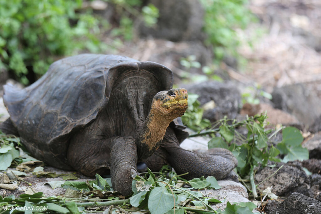 New Galápagos Atlas charts the islands’ biodiversity and the mysteries that remain