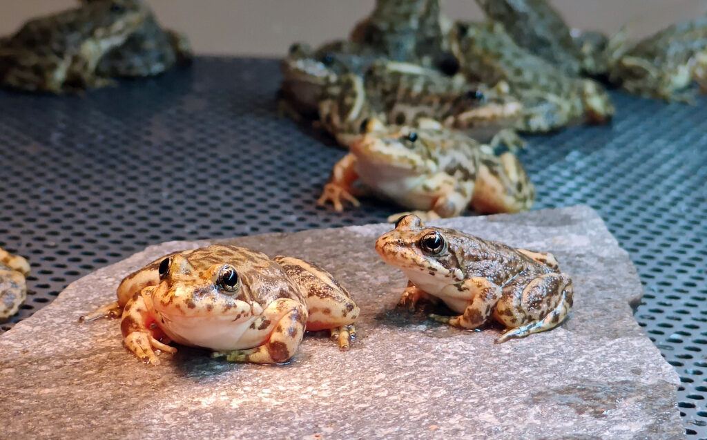 New releases a leap forward for endangered frog in southern California