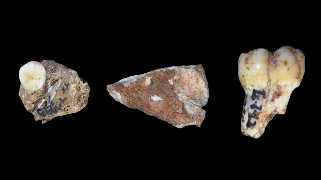 Newfound fossils are spilling Denisovan secrets