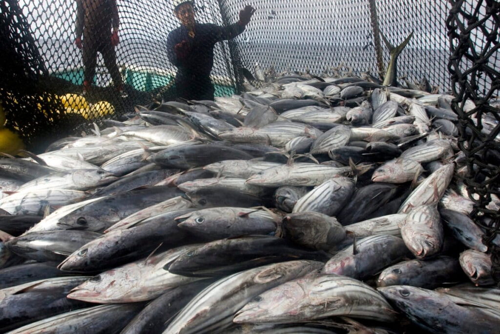 Pacific bluefin tuna will get some help as countries agree to new harvest strategy