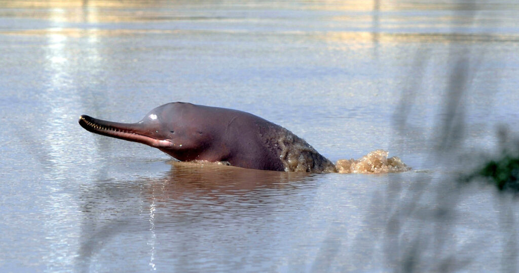 Pakistan expands protected habitat for Indus River dolphin as recovery offers hope