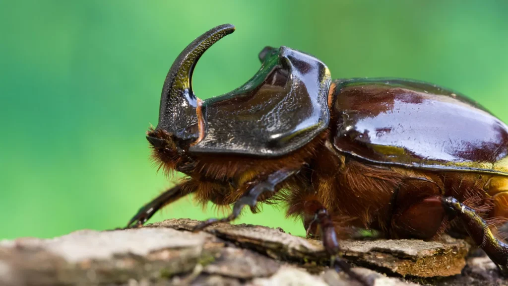 “Parachute science” is failing the tropics, home to more than 80% of insect species