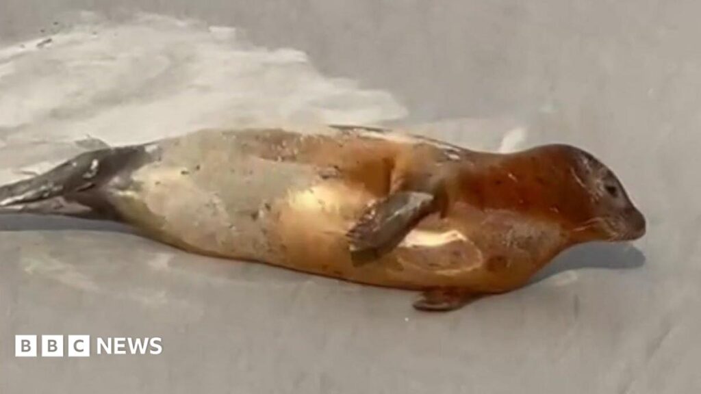 Plea to give Thames seals space for everyone’s safety