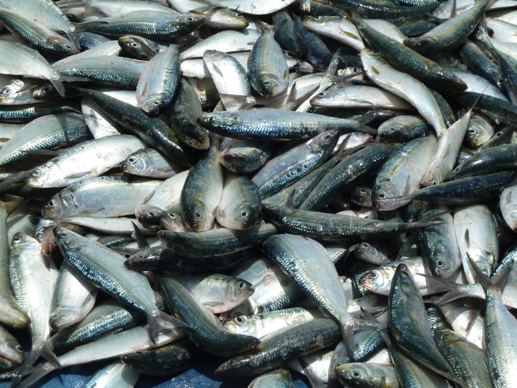 Report links fishmeal production to decline in key species for Guinea-Bissau communities