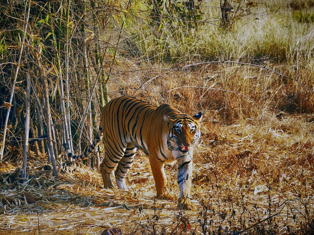 Roads, infrastructure prevent tigers from settling in Indian tiger reserve