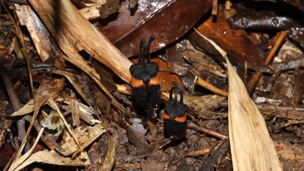 Scientists discover a bizarre “devil flower” hidden in Thailand