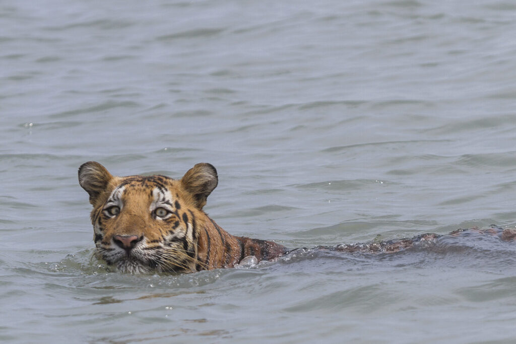 Study analyzes danger of parasites to Bengal tigers in South Asia