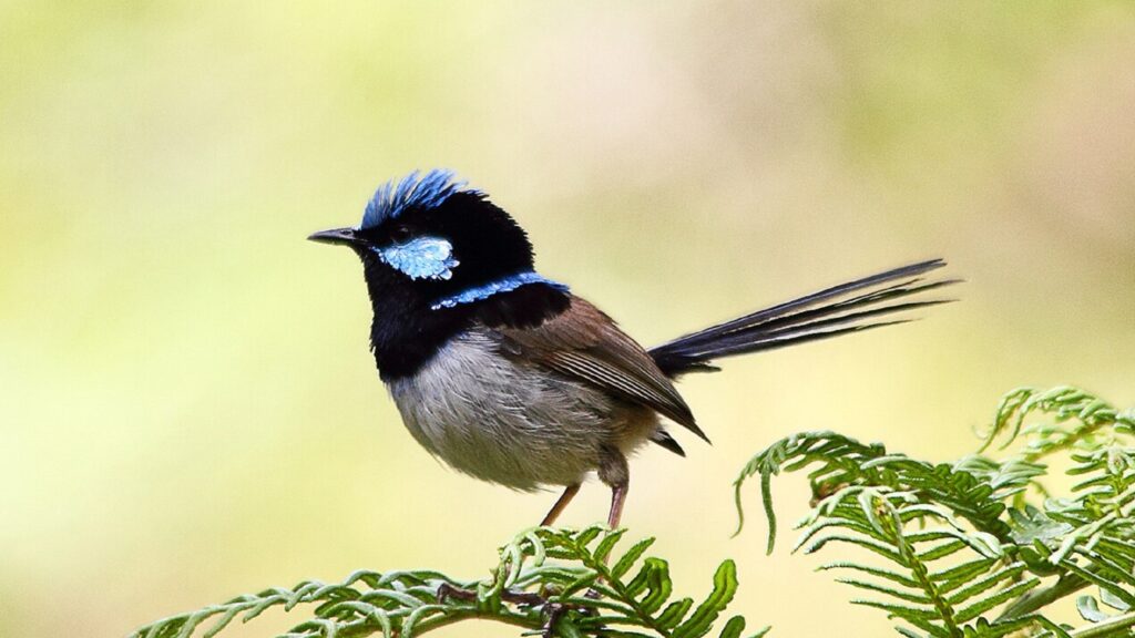 Superb fairywrens disappearing in Australia’s capital: Conserving insects could help save them