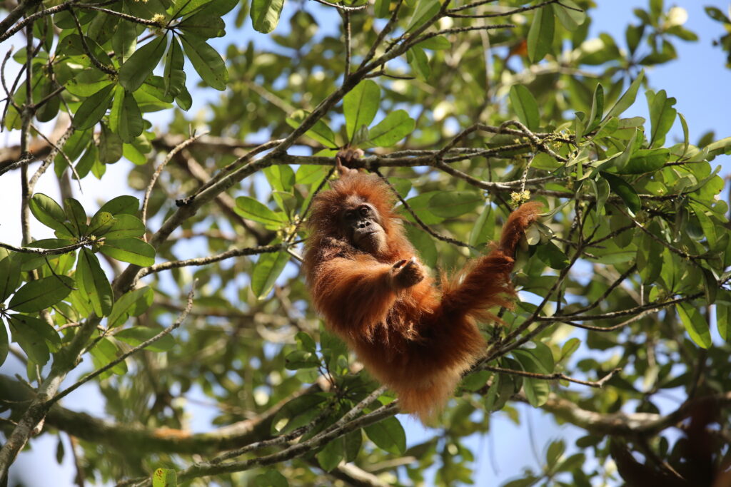 Tapanuli orangutans face mining, landslides, and fire threats — with no recovery plan