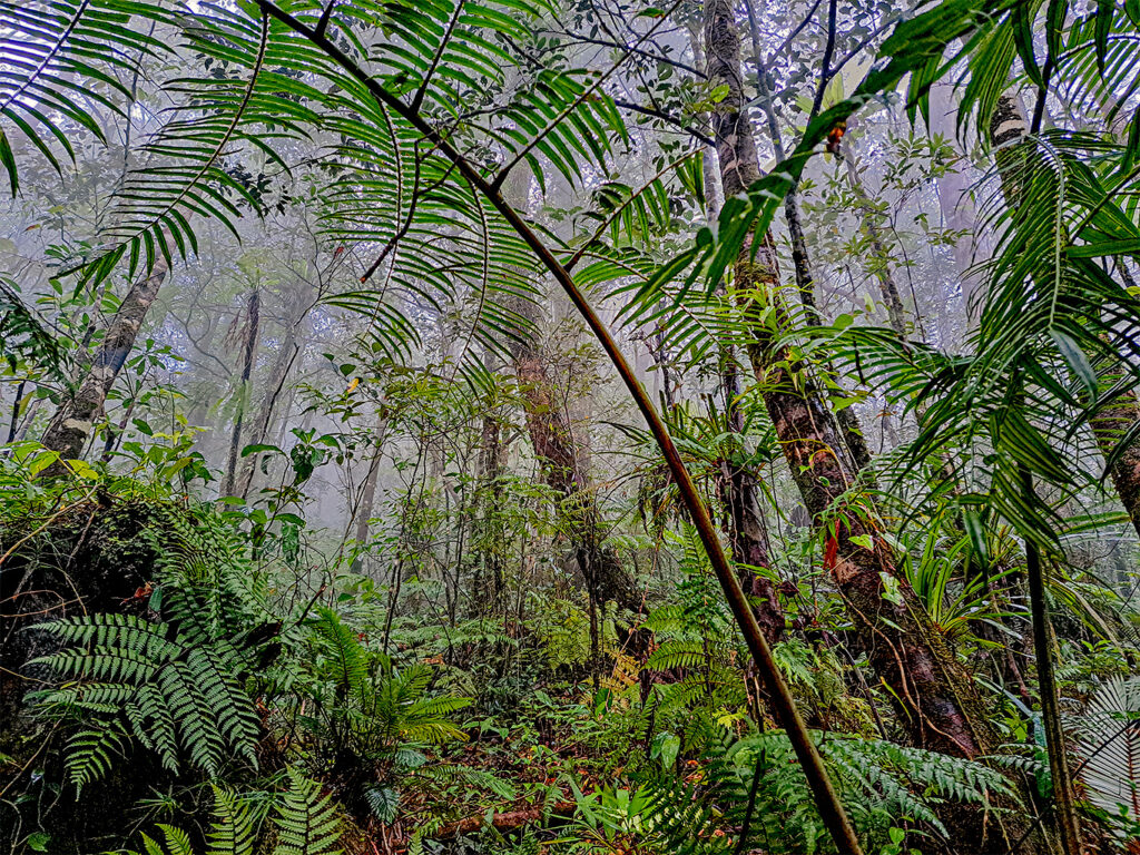 The race to document Indigenous knowledge to protect Philippines’ birds