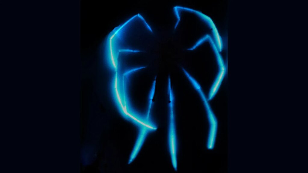 These deep-sea spiders give off an otherworldly glow