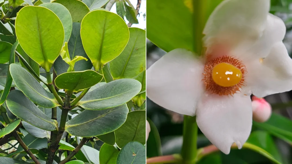 These tropical trees breathe at night to survive drought