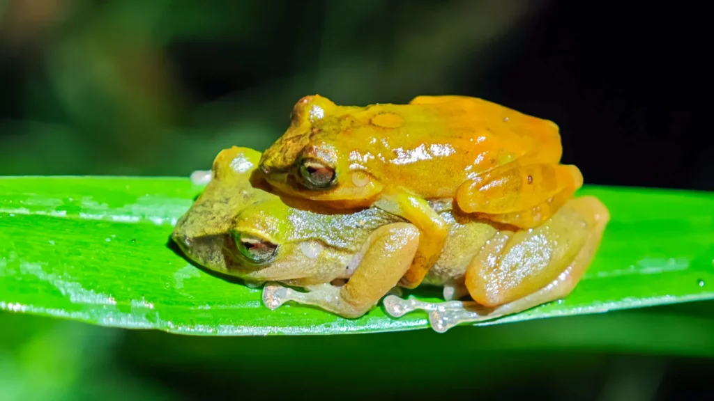 This “new” frog was hiding in plain sight for 100 years