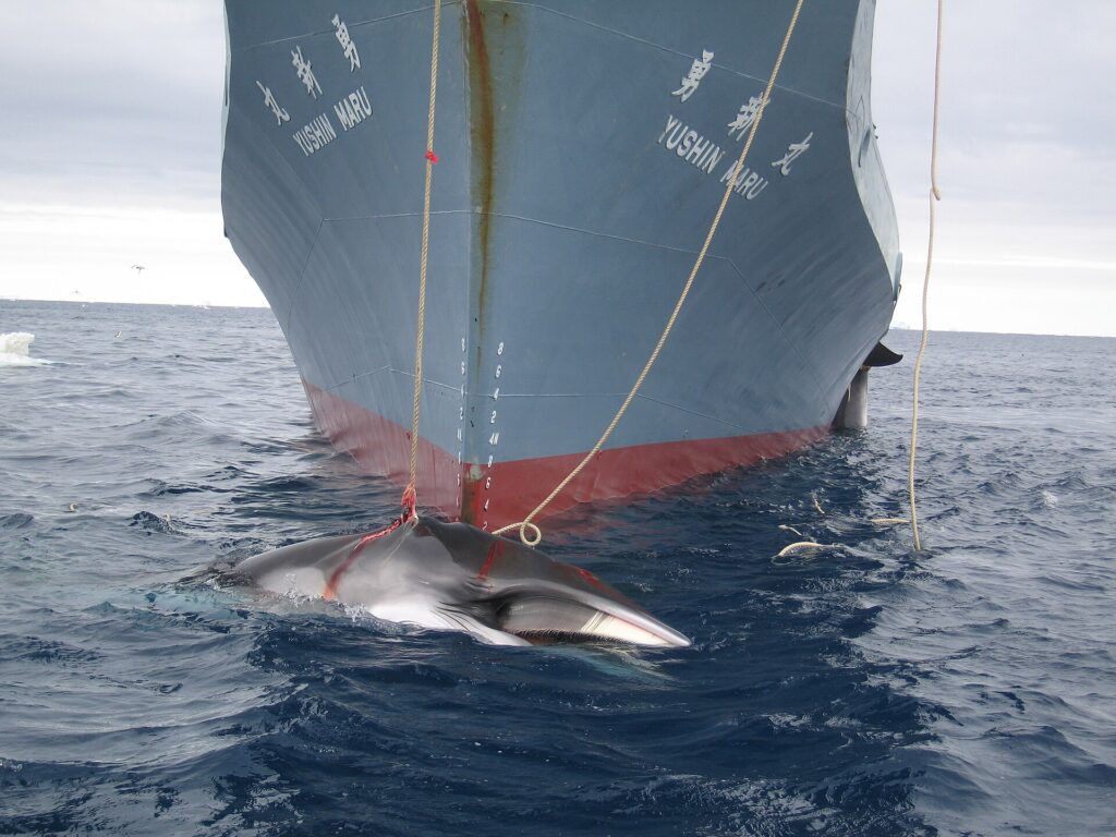 Togo cosponsors proposal to review commercial whaling ban