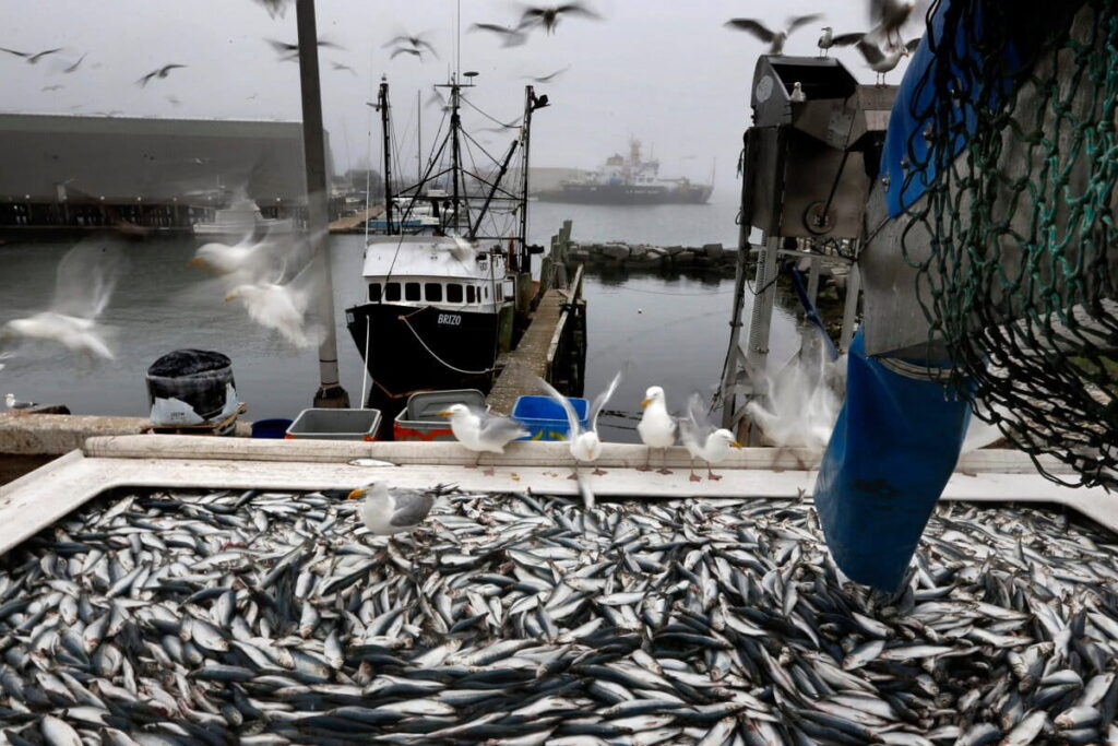 US move to loosen restrictions on fishing could harm vital ecosystems, experts warn