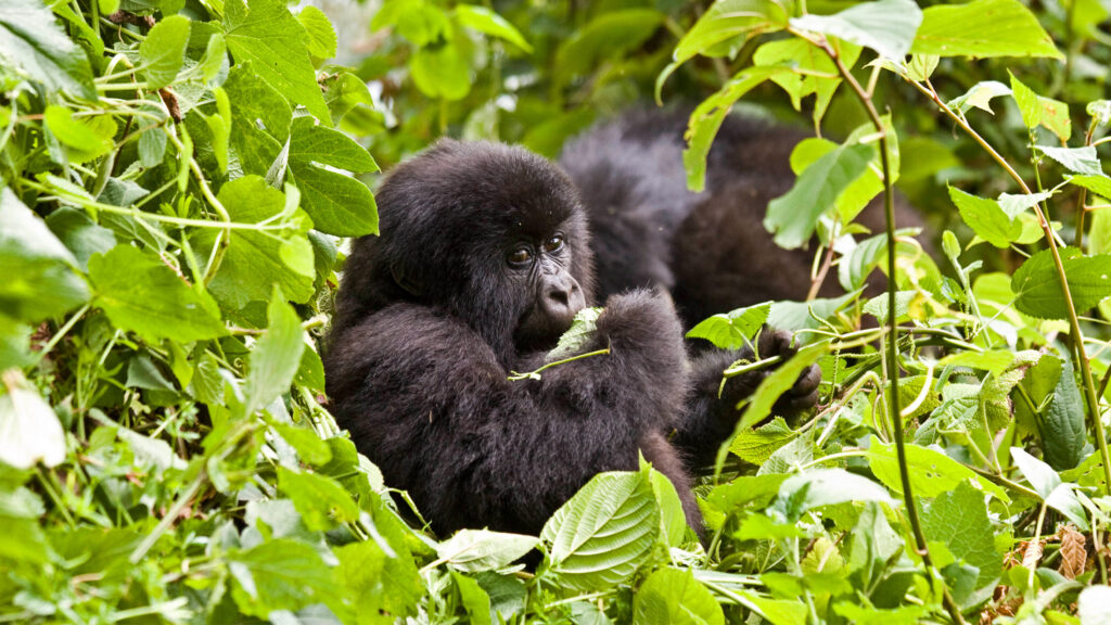 Ugandans plant trees near national park to keep people out of gorillas’ habitat