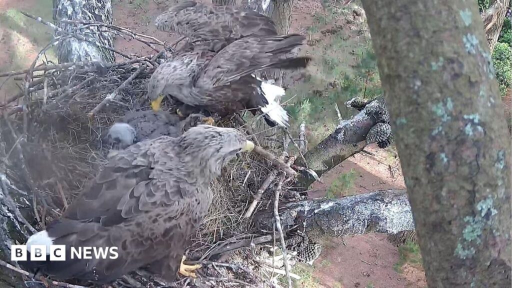White-tailed eagle chicks fledge again amid reintroduction project