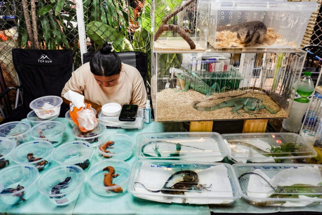 Why is Amazonian wildlife turning up at a Bangkok market?