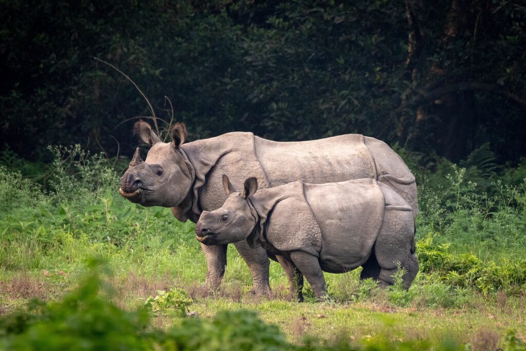 World Rhino Day: What does it take to save a species?