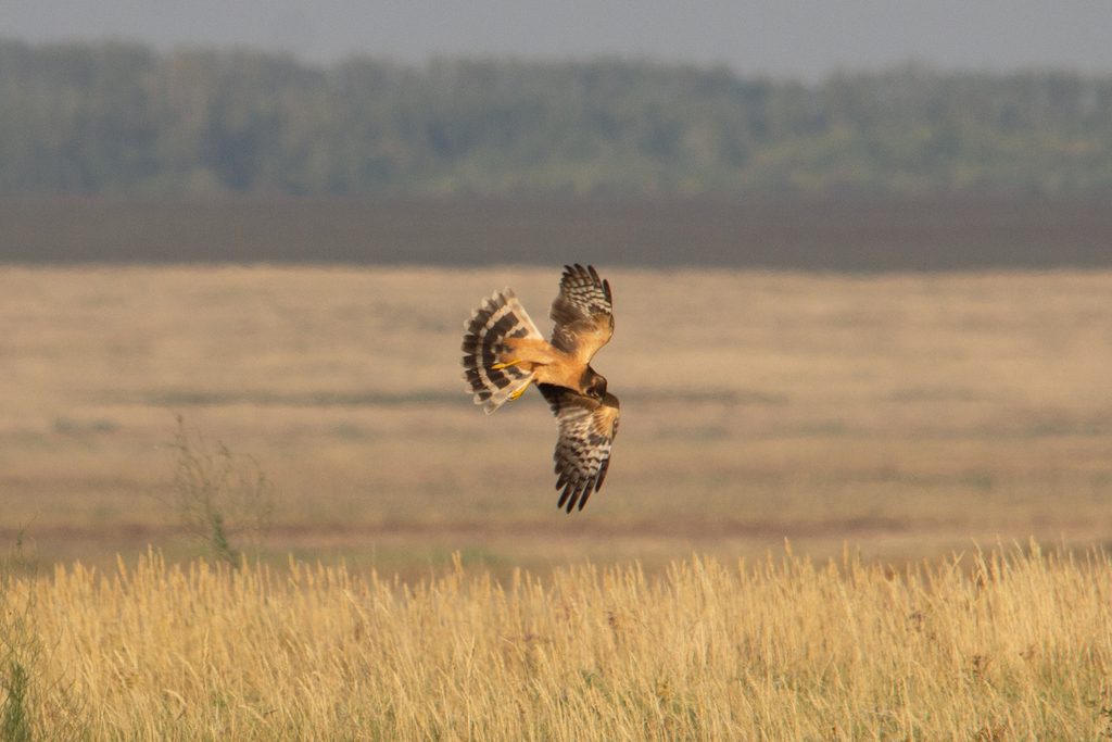‘Birds know no borders’: Interview with BirdLife Africa’s Alex Ngari