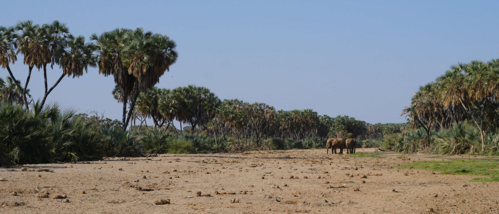 100 conservation projects are looking for funding after USAID’s closure