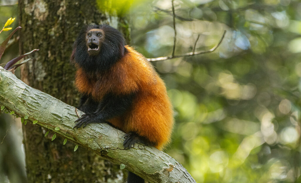A first in Brazil: Black-faced lion tamarins vaccinated