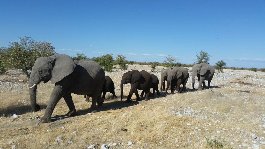 Africa’s monitored wildlife populations declined 80% since 1970, new report says