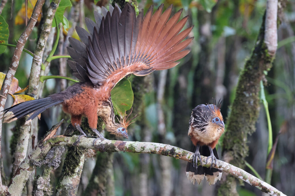 Amazon deforestation falls 42% to a record low