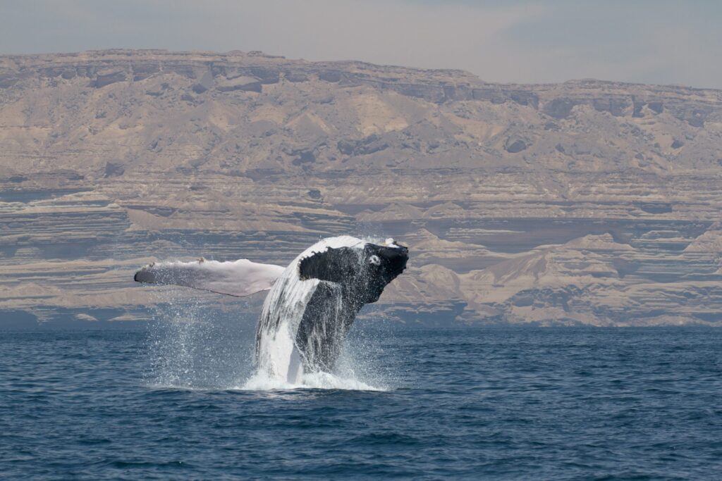 Arabian Sea humpbacks may be a unique subspecies at risk of extinction