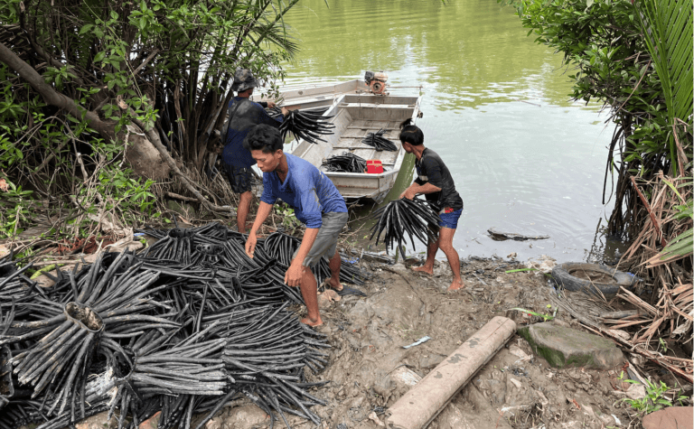 Artificial mangrove roots offer a stopgap for Thailand’s eroding coastline