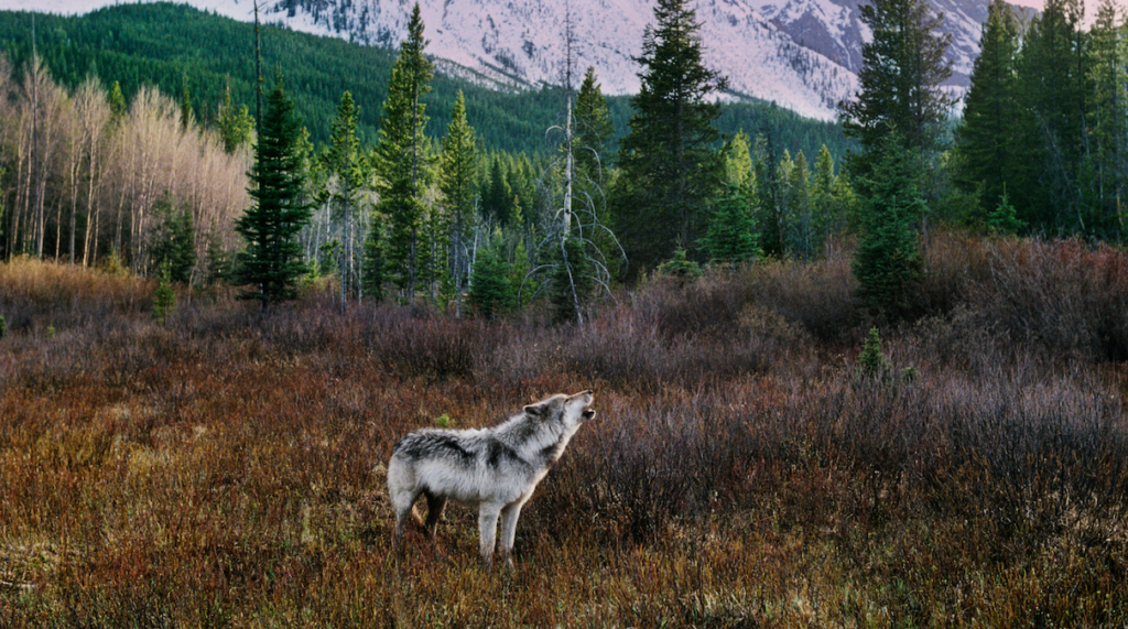 As US states reduce recently restored wolf populations, here’s what we risk losing (commentary)