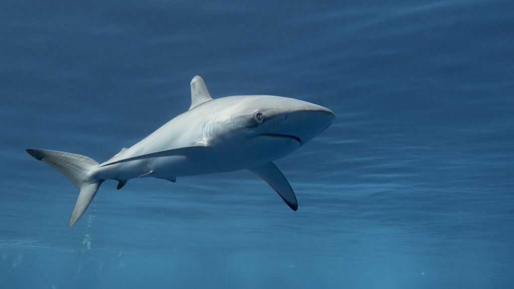 As silky sharks decline, Costa Rica’s dominant trade faces a reckoning