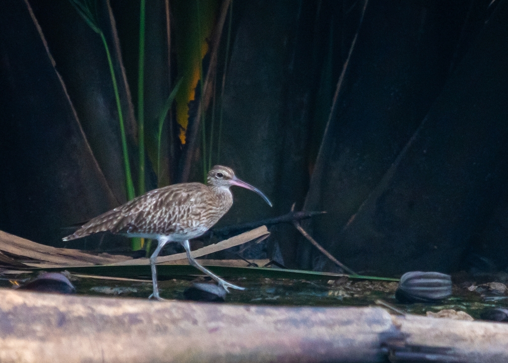 As the sea swallows a Nigerian community, migratory bird habitat disappears