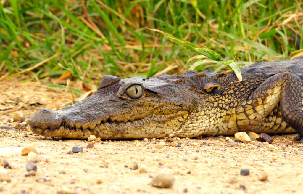Aztec methods and crocodiles: How biologists are restoring mangroves in Mexico
