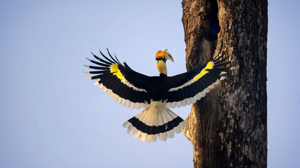 Bangladesh’s hornbills face hunting risk during breeding season