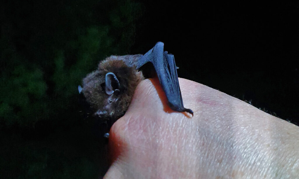 Bat Week: Celebrating ecologically important, poorly understood mammals