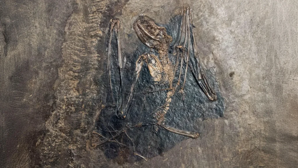 Bats may have first evolved in Europe 65 million years ago