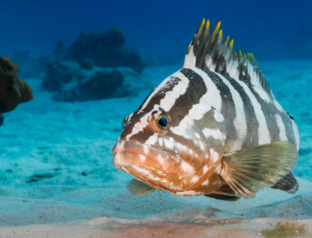 Belize looks to the deep sea to complete its 30% ocean protection pledge