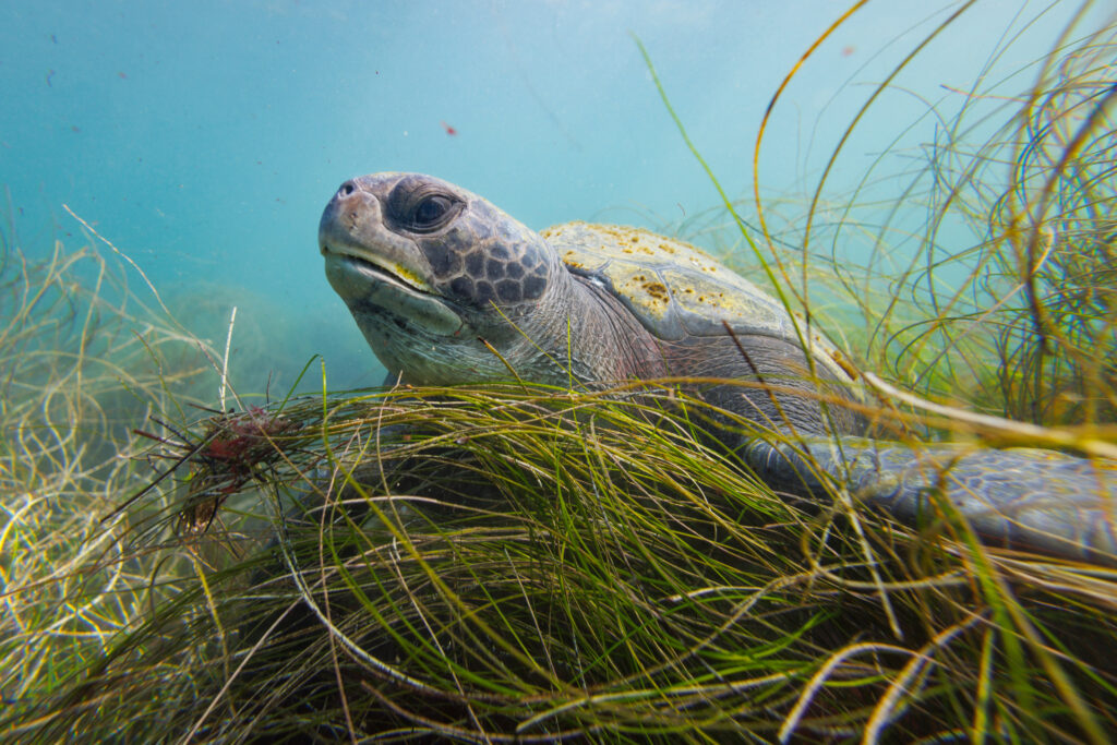 California to Vote on Landmark Tribal Petitions for Coastal Protections