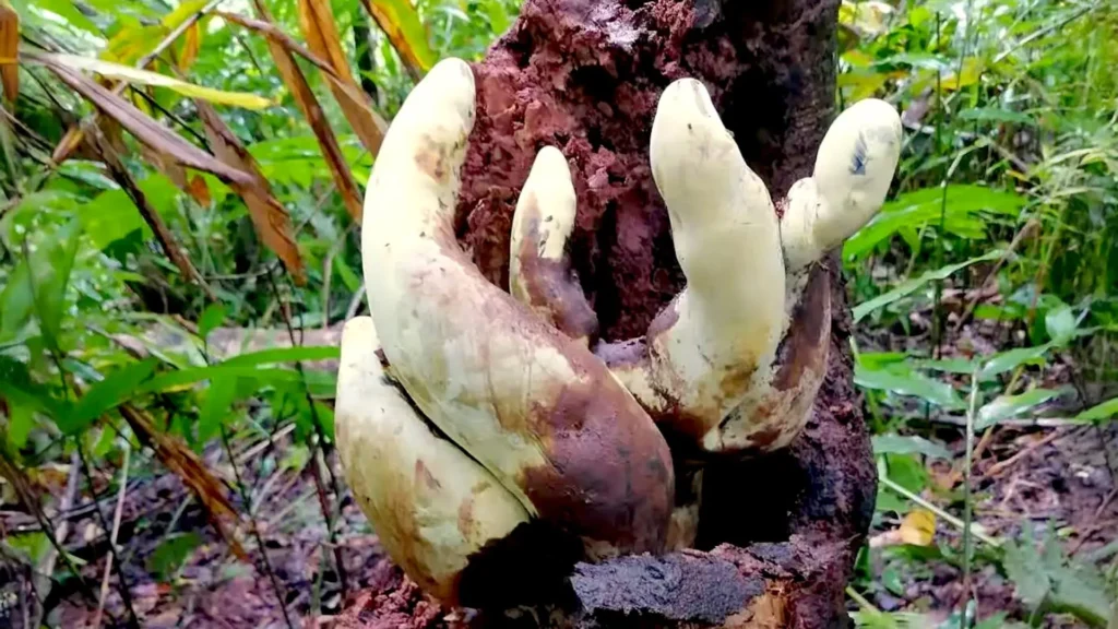 Chinese scientists discover “D-rex,” a giant fungus with roots stretching back 65 million years