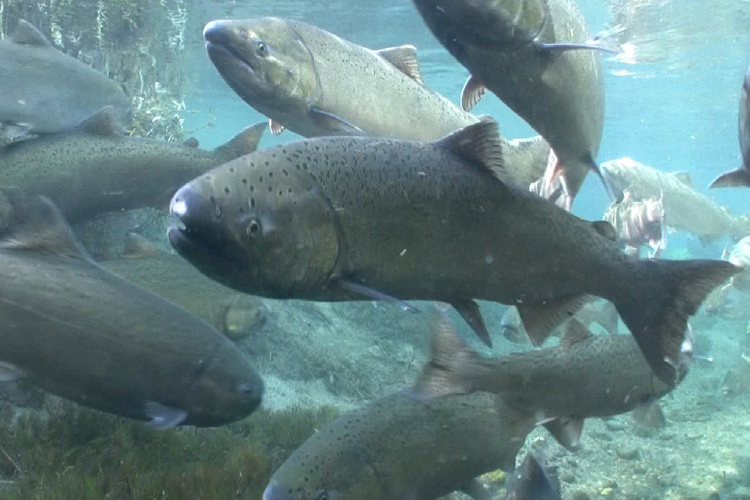 Chinook salmon return to historical habitat following removal of four US dams