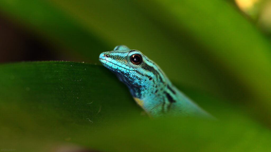 Conservation is bringing species back. Governments must help those gains last