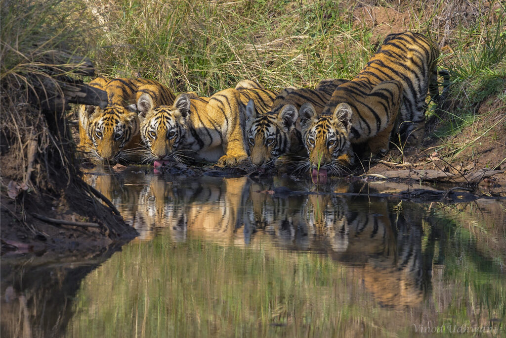 Countries take first step toward global crackdown on environmental crime