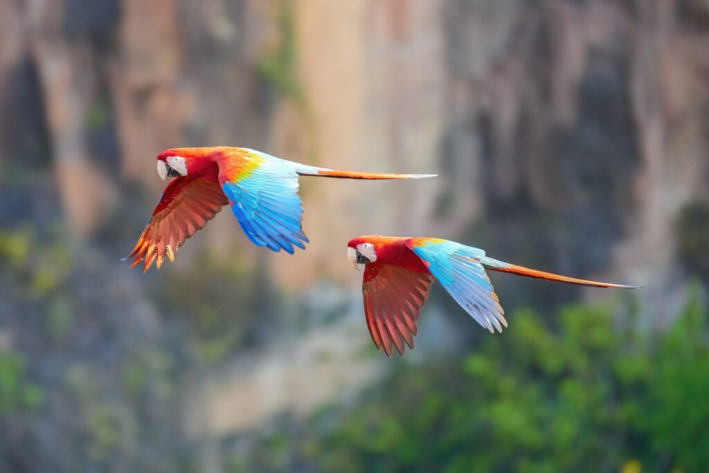 Crackdown reveals ‘industrial-scale’ wildlife and timber trafficking across Latin America