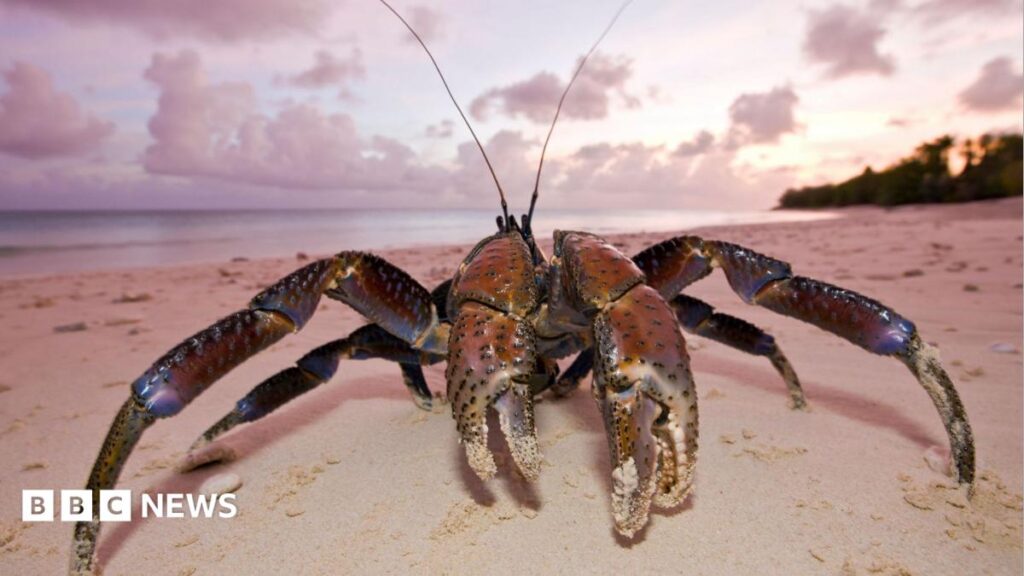 Crew searching for Amelia Earhart plane lands at remote island infested with carnivorous crabs