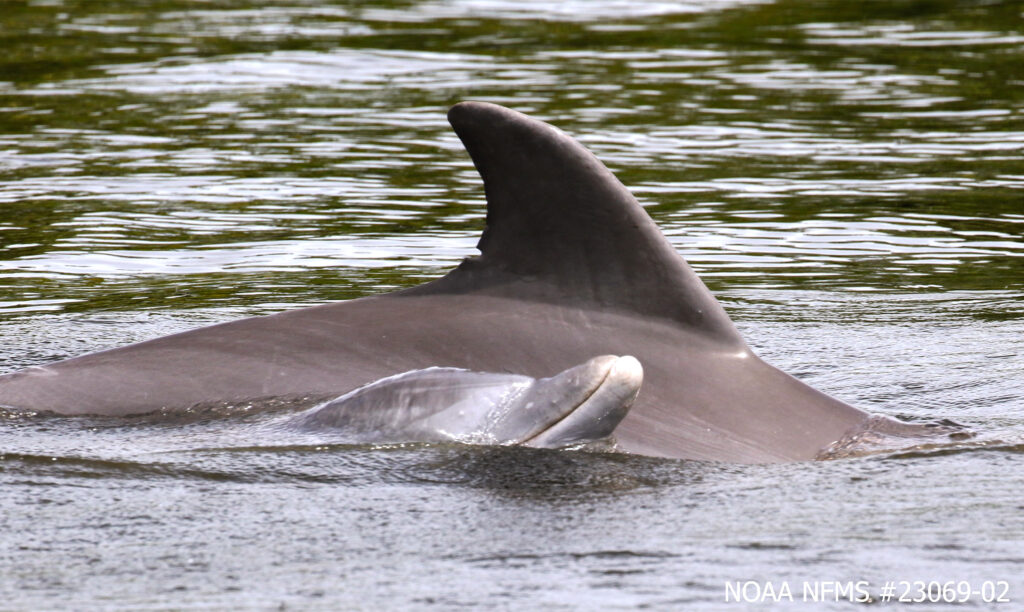 Dolphins keep their social and hunting lives in separate waters, study finds