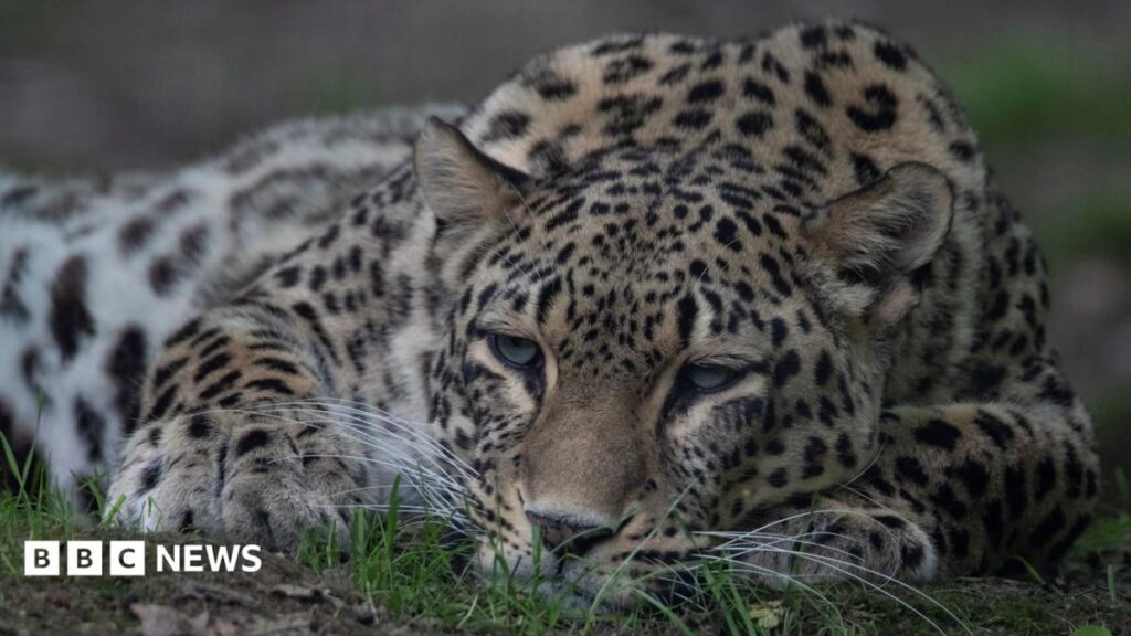 Dutch zookeeper dies after being mauled by leopard